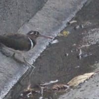 奇跡的に、出会った、タマシギの姿、ドキドキ眺め　(　岐阜県美濃地方　)