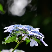 塀の中の元気な面々