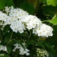 相武台GPの公園で白花の「コデマリ」との一会！！