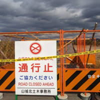 京都・八幡、翡翠な紅葉アーンド流れ橋（２）