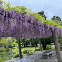 京セラ美術館「モネ睡蓮のとき」