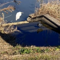 羽繕い中の野鳥