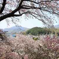 ちょいと大洲へお花見に♪