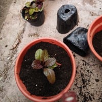 何か良く分からんようになってきた・・・80