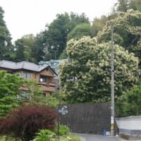 梅雨に関係ある花々