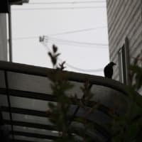 窓の外枠に鳥