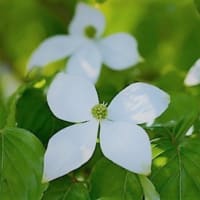 仕上った 夏帽子