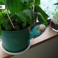 人もインコもダイエットは大変…