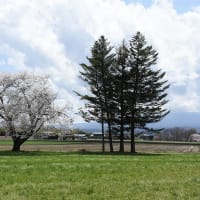 さくら写ん歩：家畜改良センター茨城牧場長野支場の桜・・・