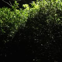何が写っているかな？