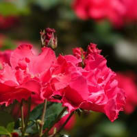 赤いバラ　11品種　〈柏の葉公園  バラ園〉　