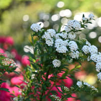 花それぞれに