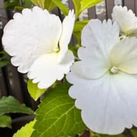 お花は枯れていませんでした♪