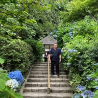 久々の鎌倉を堪能！　あじさい寺「明月院」　竹林「報国寺」