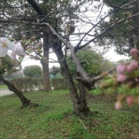 ウォーキングコース今日の桜の開花情報