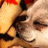 チャマの寝顔