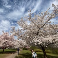 米国「2024年版・桜公園での皆既日食」事情