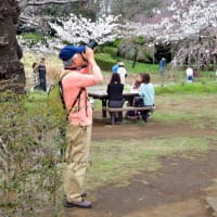 楽写会「2025桜撮影会」