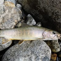 初夏・釣りバカ３人釣行記