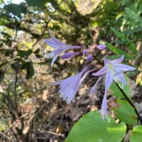 イワギボウシ