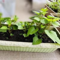 土さんに、謙虚な気持ちで感謝してみると。