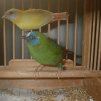 南洋青紅鳥のペア写真