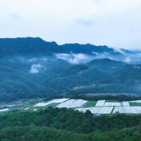 生坂産ぶどう「イクサカラット」の生い立ちと草尾上野ぶどう畑上空からの風景
