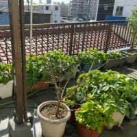 梅雨入り前に