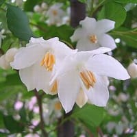 季節の花「エゴノキ」