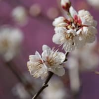 大仙公園の梅の花（２０２５年２月２３日）