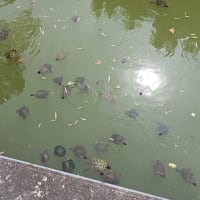 早朝・沢沿いルートで快適（757回目）