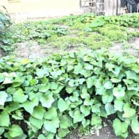 7月15日(火)③