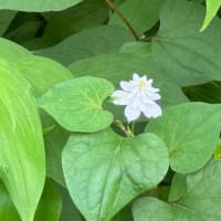 オサンポ walk - 植物plant : ドクダミ Doku-dami 変わり種 a freak of nature
