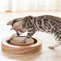 和田隆宏の趣味