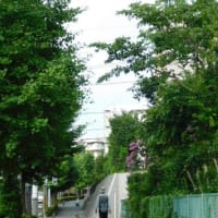 7月12日 今日の写真 花 と 平凡な朝    ・ オオタニ32号本塁打が