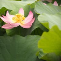 花散歩・２０２５大賀ハスまつり