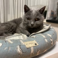 コラの腎臓が