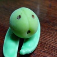 梅の収穫！！