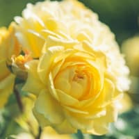 いつもありがとう🌹