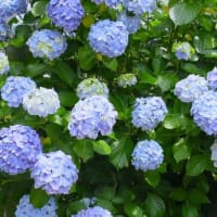 引地川親水公園ポタリング
