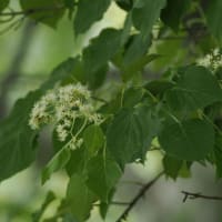 あじさいが咲き始めた六甲高山植物園にて（PartⅡ）