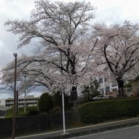 桜　さくら　SAKURA