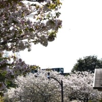 舎人公園　緑の桜が咲いています　　　11