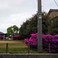前の公園角地畑に売地看板が出た・