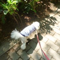 今日は夏日のところが続々と～ （;´▽｀A``　今日はたくさん歩いた～