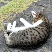 🧹🐍❻　    あじさい寂びる・・・　梅雨の暮れ　　終戦直後の再来か　　ポスト習近平の権力争い　　売国奴の内憂と赤い外患