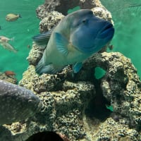 水族館は葛西。