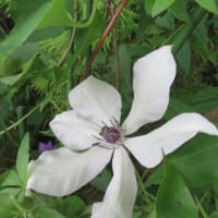 クレマチス　白花