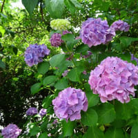 矢田寺のアジサイ