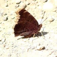 夏の山道　ルリイトトンボなど